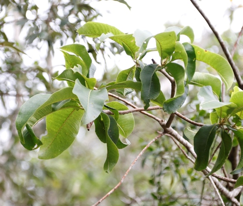 Cape-chestnut (Calodendrum capense)