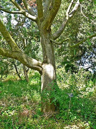 Cape-chestnut: Photo of Calodendrum capense at the San Francisco Botanical Garden