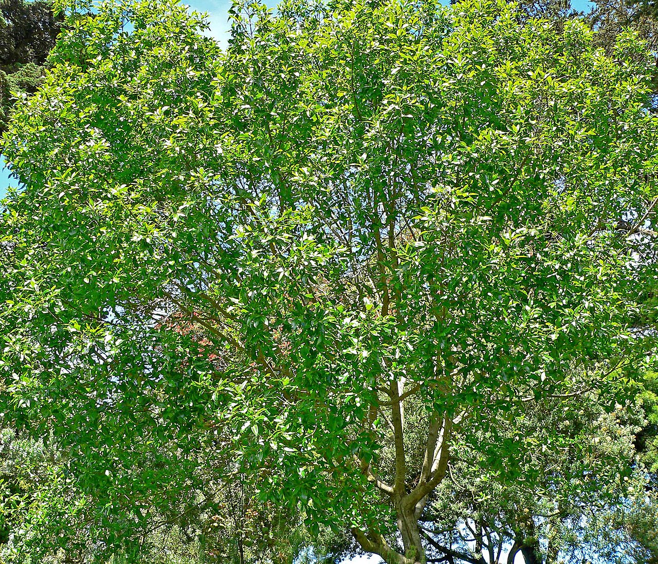Cape-chestnut: Photo of Calodendrum capense at the San Francisco Botanical Garden