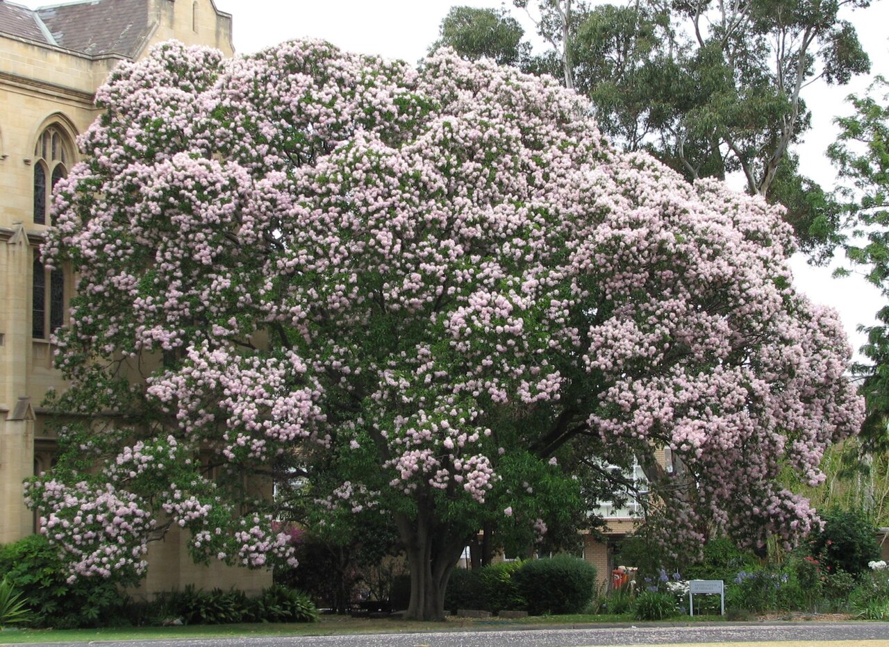 Cape-chestnut: Calodendrum capense , Queen's College, Parkville, Victoria, Australia.