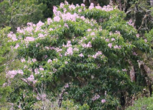Cape-chestnut (Calodendrum capense)