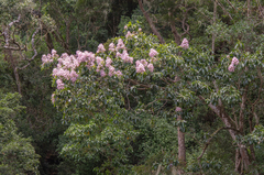 Cape-chestnut (Calodendrum capense)
