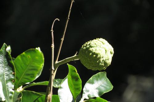 Cape-chestnut (Calodendrum capense)