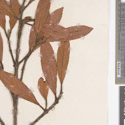 Calophyllum acutiputamen: Calophyllum acutiputamen herbarium specimen K003460094