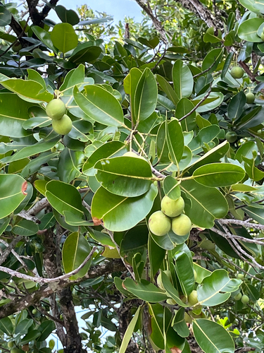 Alexandrian laurel (Calophyllum inophyllum)