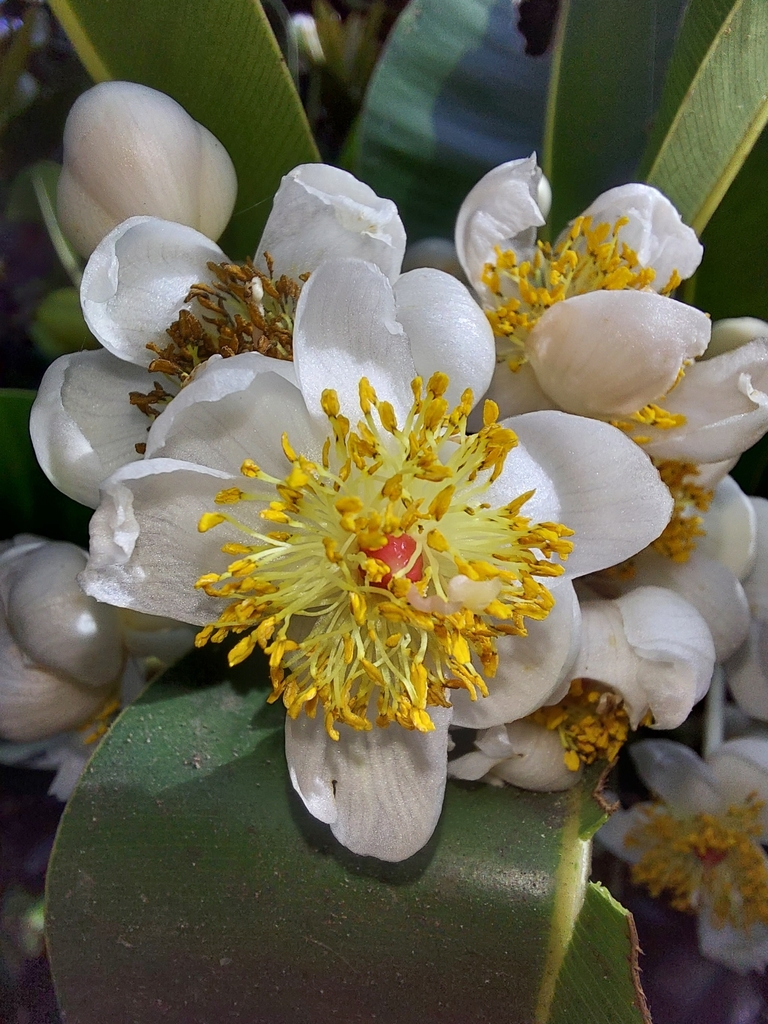 Alexandrian laurel (Calophyllum inophyllum)