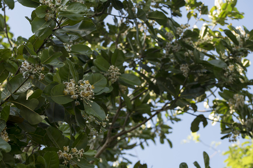 Alexandrian laurel (Calophyllum inophyllum)