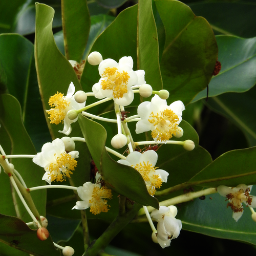 Alexandrian laurel (Calophyllum inophyllum)