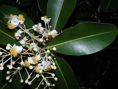 Alexandrian laurel (Calophyllum inophyllum)