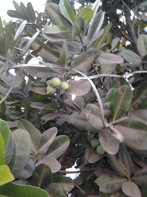 Alexandrian laurel: Calophyllum inophyllum