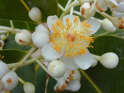 Alexandrian laurel: Calophyllum inophyllum (flowers). Location: Maui, Kalepolepo Kihei