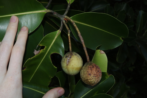 Alexandrian laurel (Calophyllum inophyllum)