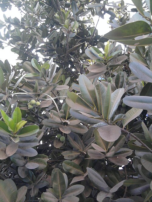 Alexandrian laurel: Calophyllum inophyllum