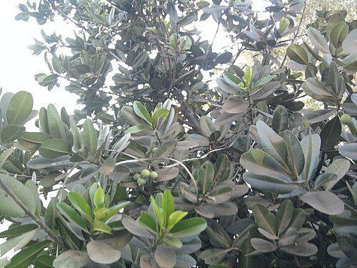 Alexandrian laurel: Calophyllum inophyllum