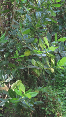 Alexandrian laurel (Calophyllum inophyllum)