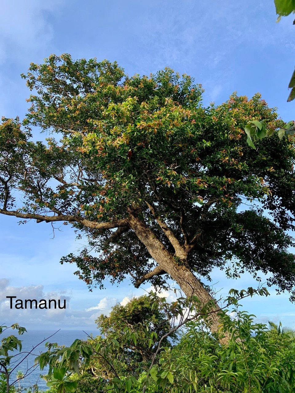 Calophyllum neoebudicum (Calophyllum neoebudicum)