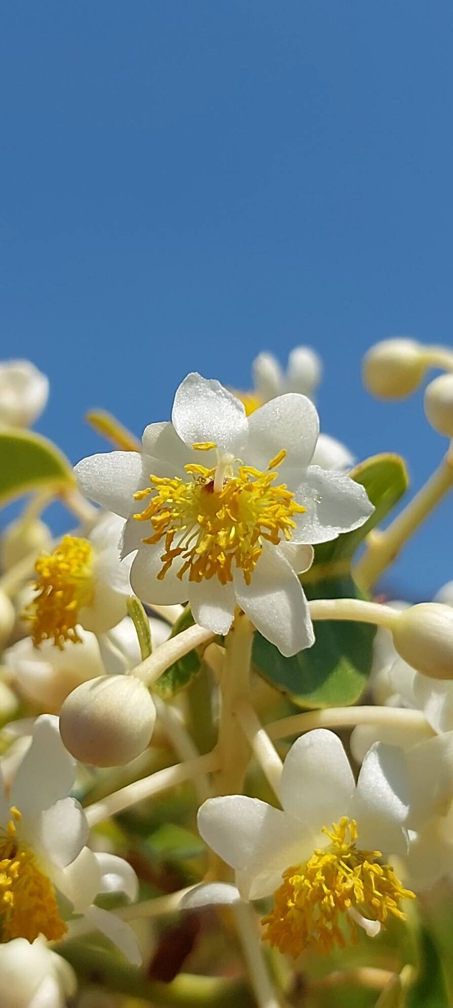 Calophyllum paniculatum (Calophyllum paniculatum)