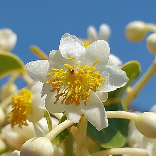 Calophyllum paniculatum (Calophyllum paniculatum)