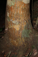 Alligator bark (Calophyllum sil)