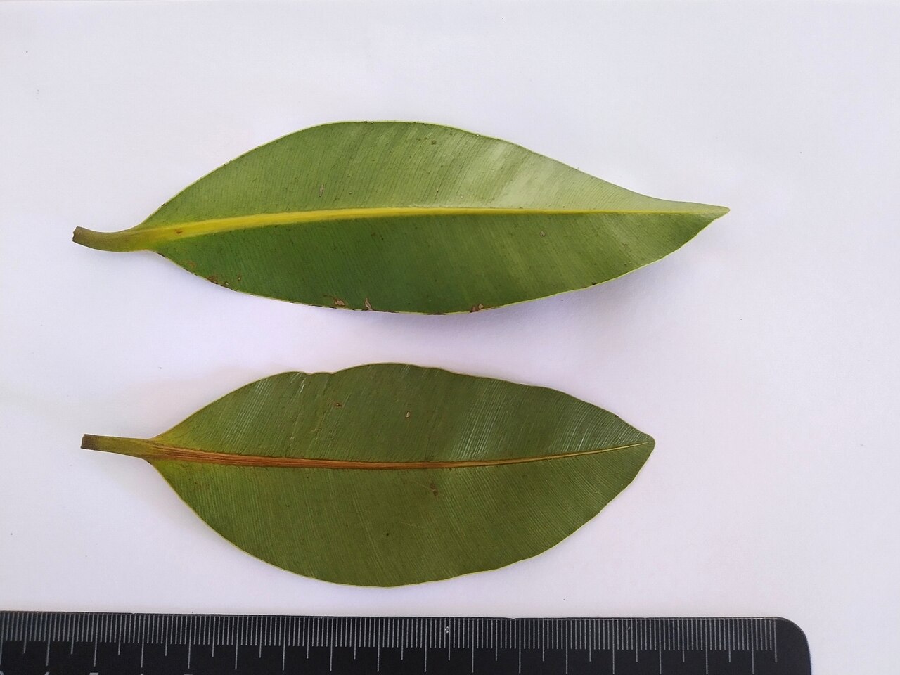 Alligator bark: Calophyllum sil