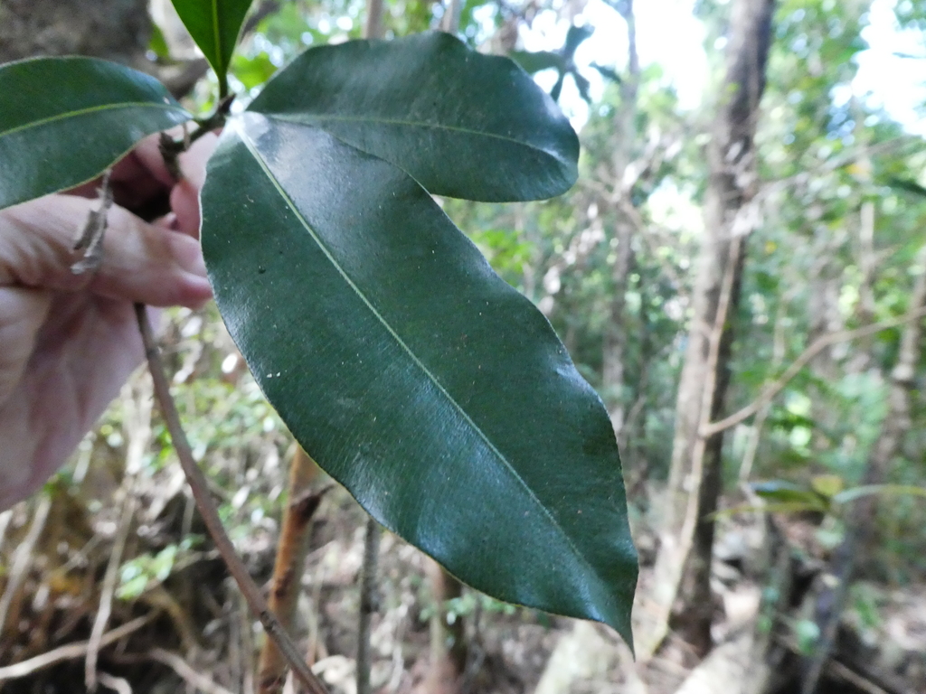 Alligator bark (Calophyllum sil)
