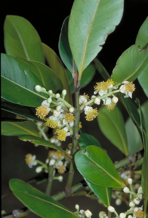 Alligator bark: Calophyllum sil foliage with flowers
