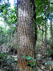 Alligator bark (Calophyllum sil)