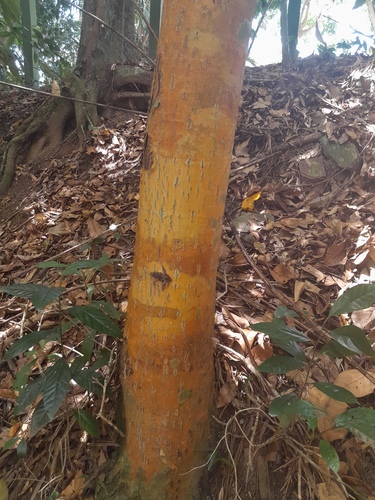 Alligator bark (Calophyllum sil)