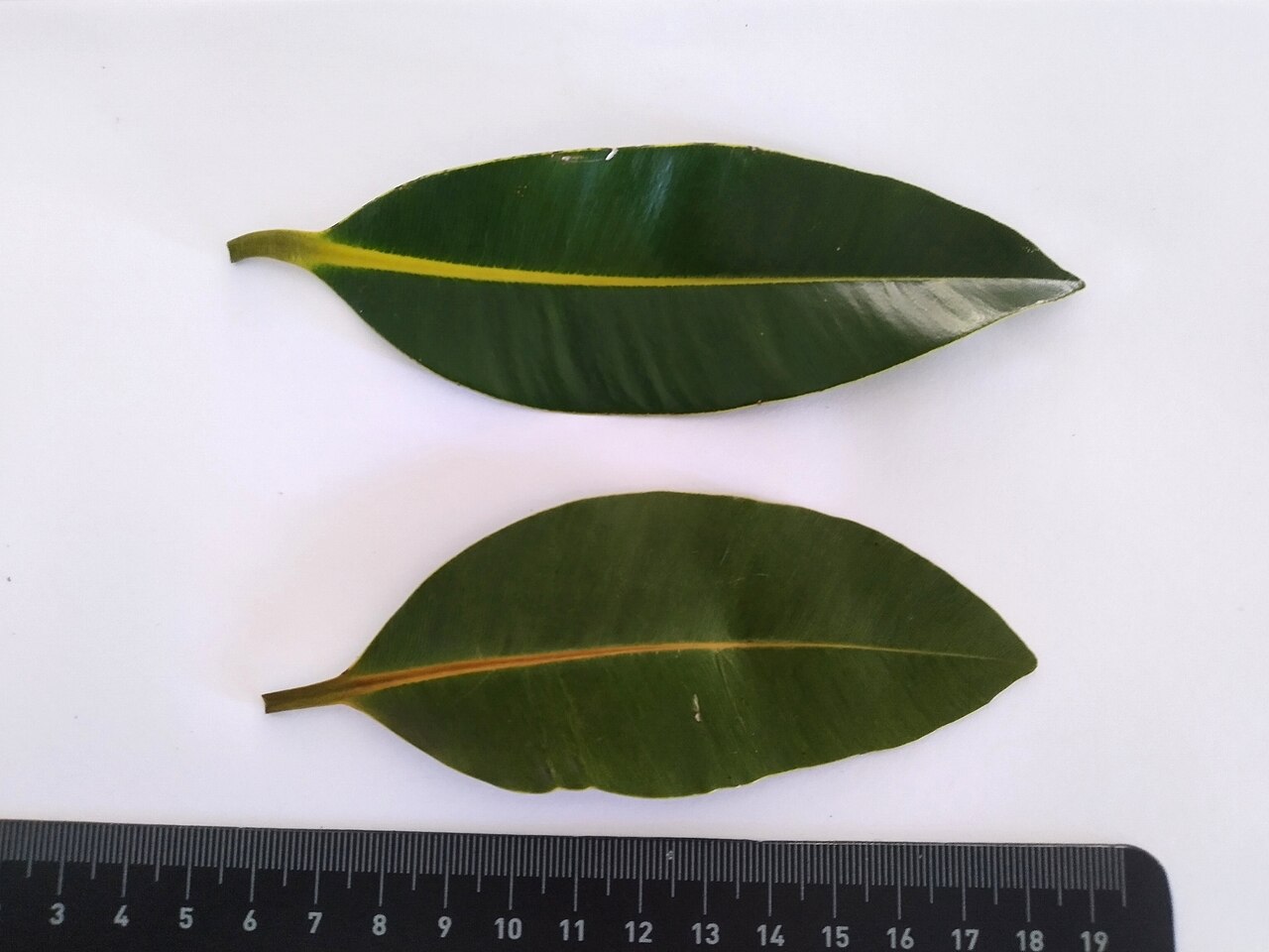 Alligator bark: Calophyllum sil
