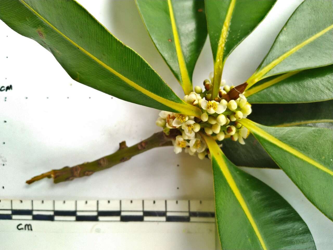 Alligator bark: Calophyllum sil