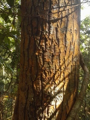 Alligator bark (Calophyllum sil)