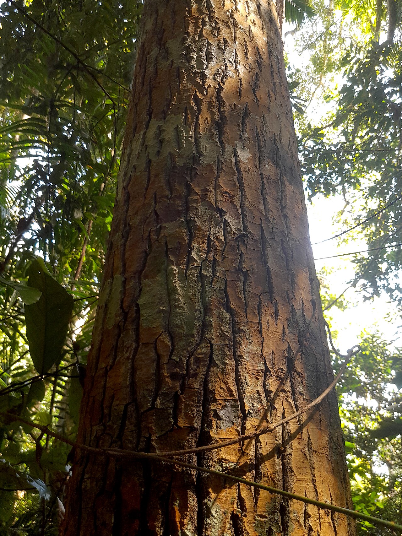 Alligator bark: Calophyllum sil growing in rainforest on Mount Whitfield in Cairns , Queensland, September 2023