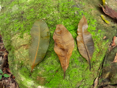 Alligator bark (Calophyllum sil)
