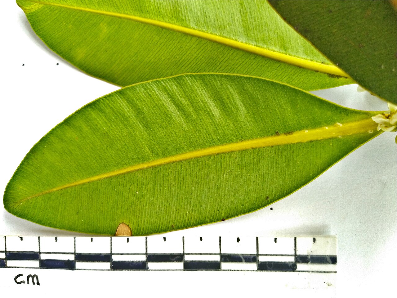 Alligator bark: Calophyllum sil