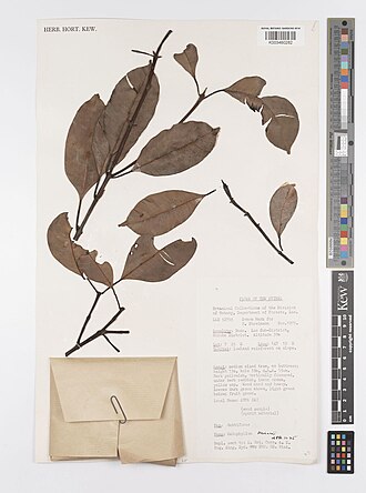 Calophyllum streimannii: Herbarium specimen of Calophyllum streimannii from the Kew Herbarium. K003460282.