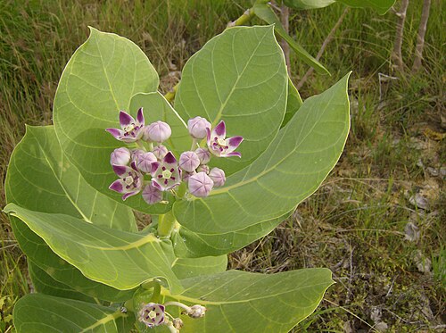 Roostertree: Calotropis procera . Calotropis procera es un pequeño árbol perennifolio, hermafrodita de hasta 4-6 m de altura, con porte erguido. Copa más o menos redondeada.