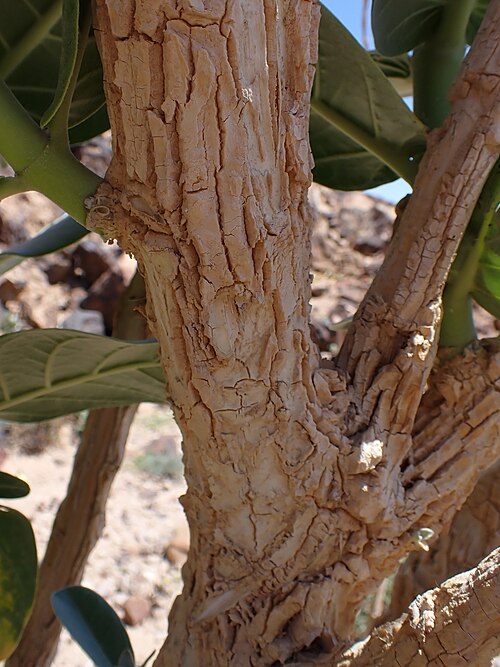 Roostertree: Calotropis procera at Panorama Dead Sea Complex in Jordan