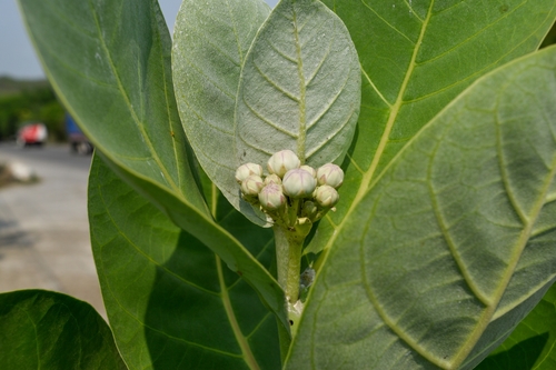 Roostertree (Calotropis procera)