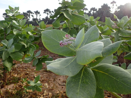 Roostertree (Calotropis procera)