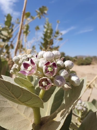 Roostertree (Calotropis procera)