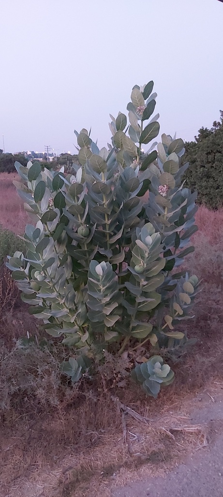 Roostertree (Calotropis procera)