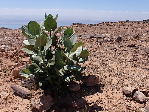 Roostertree: Calotropis procera at Panorama Dead Sea Complex in Jordan