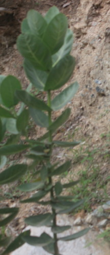 Roostertree (Calotropis procera)