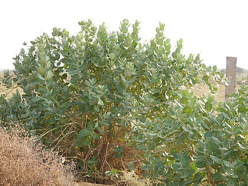 Roostertree: Calotropis procera (Aiton) Dryand.
