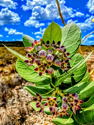 Roostertree (Calotropis procera)