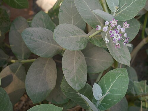 Roostertree: Calotropis procera (Aiton) Dryand.