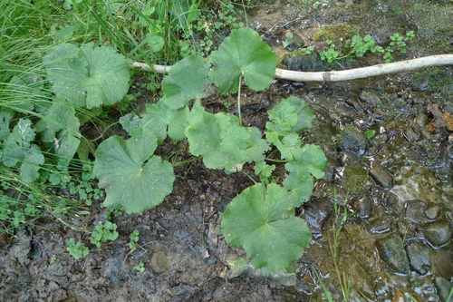 Yellow marsh marigold (Caltha palustris)