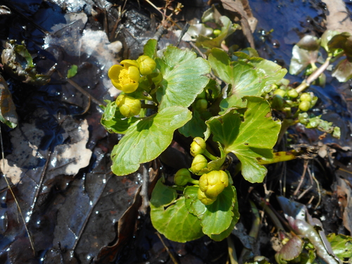 Yellow marsh marigold (Caltha palustris)