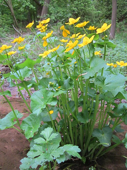 Yellow marsh marigold: Sumpfdotterblume ( Caltha palustris ) im Landschaftsschutzgebiet Drahtzugweiher und das Habsterwiesental