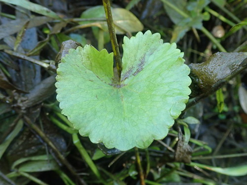 Yellow marsh marigold (Caltha palustris)